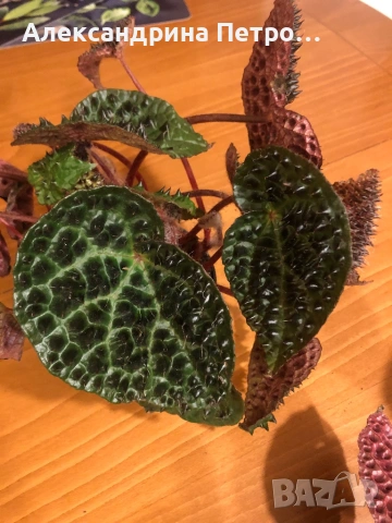 Begonia Melanobullata / Бегония Меланобулата, снимка 2 - Стайни растения - 53488851