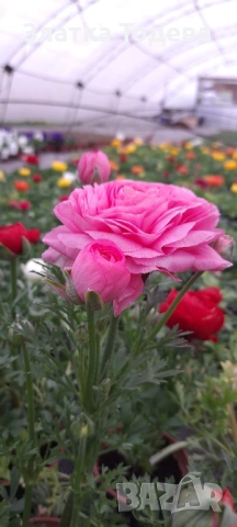 Зюмбюл, иглика, карамфил и др., снимка 5 - Градински цветя и растения - 53506898