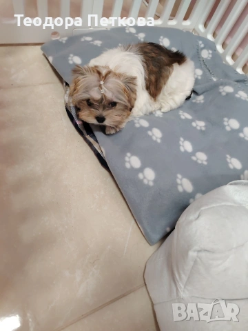 мини йоркширски териер , снимка 3 - Йоркширски териер - 53647825