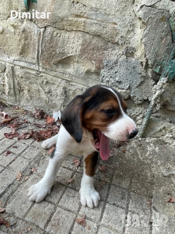 Трицветни гончета , снимка 1