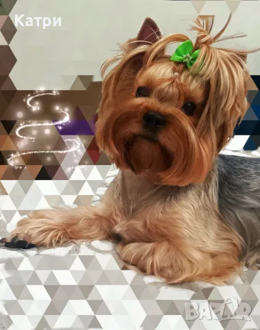Йорки / Йоркширски териер, снимка 2 - Йоркширски териер - 48384249