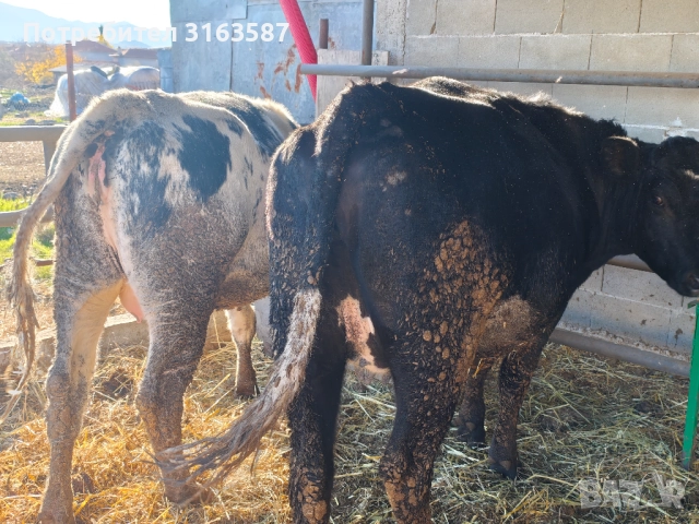 Заплодени юници и крава, снимка 6 - Крави - 52544282