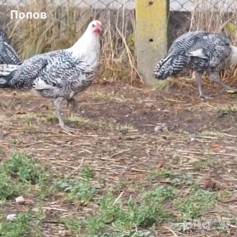 Продавам вествалски петлета