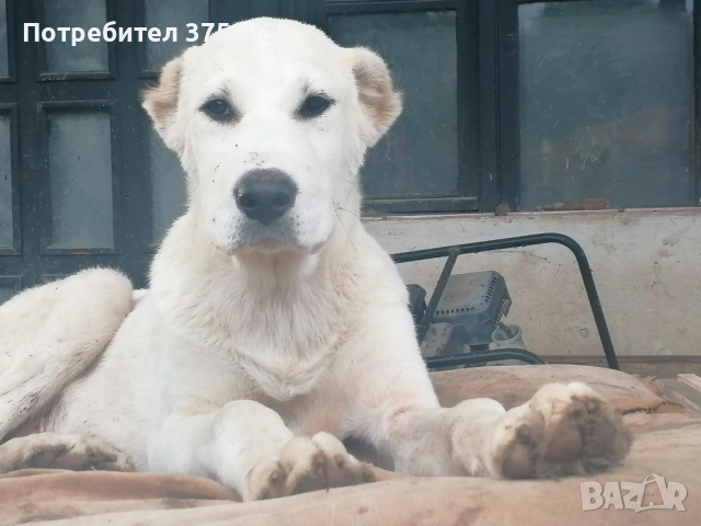 продавам алабаи женски на 1г, снимка 4 - Алабай - 52142140