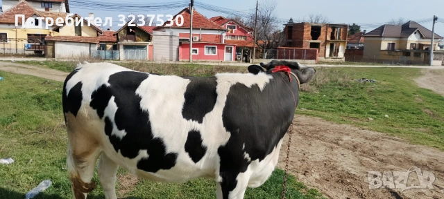 Продавам черношарена юница