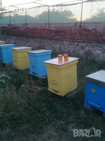 Пчелен МЕД , снимка 3 - Пчелни продукти - 41698859