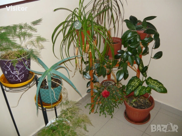 Panasonic Lumix DMC-LS80, снимка 17 - Фотоапарати - 52368327