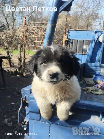 Каракачанки 