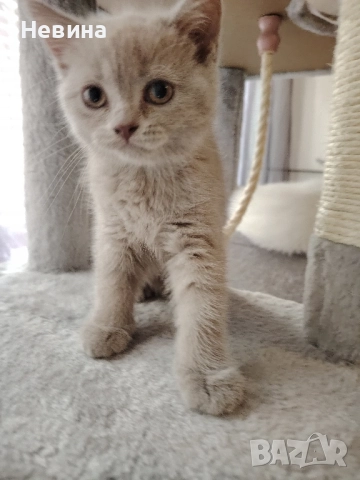 Британчета, снимка 1