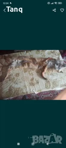 Естествена лисича кожа(яка)