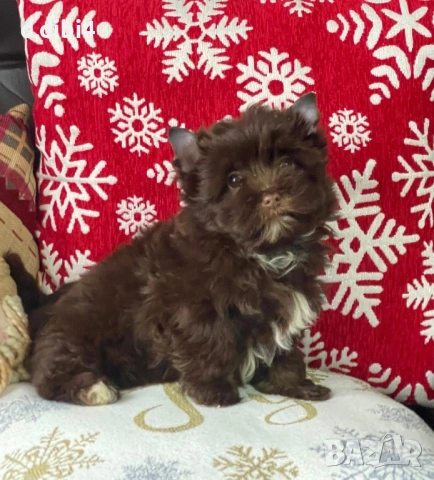 Мини йоркширски териер -шоколадово!!