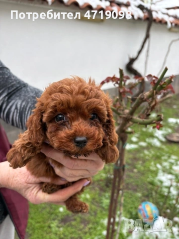 Той Пуделчета, снимка 7 - Пудели - 53223438