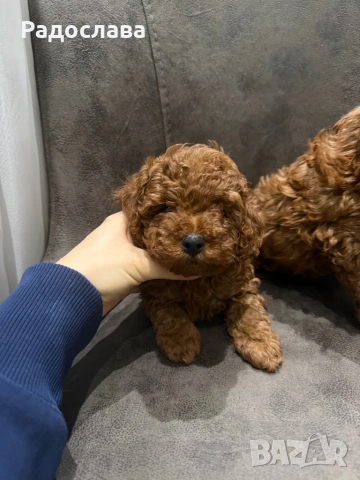 Той пудел момиченца, снимка 3 - Пудели - 53606077