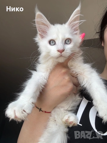 Мейн кун котенца / Мейн куун котенца / Maine coon kittens, снимка 1 - Мейн кун - 50068719