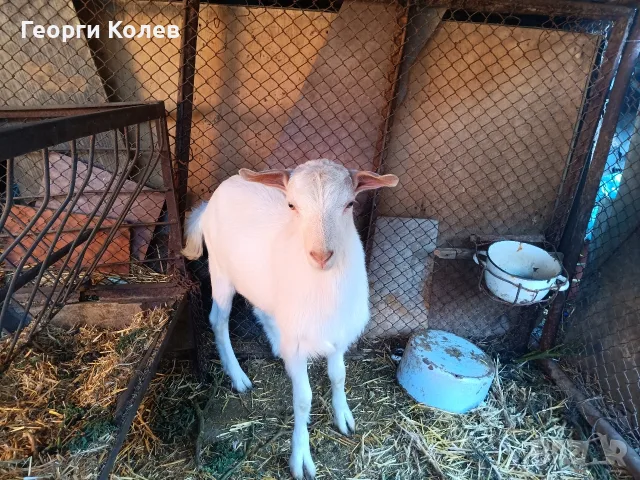 Продавам един пръч и ярета, снимка 7 - Кози - 56362532