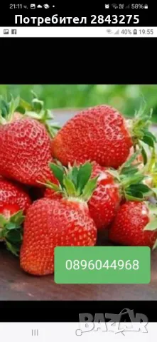 разсад ягоди , снимка 11 - Градински цветя и растения - 47363929