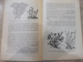 Книга "Красота и куриози в раст.свят-А.Железаров" - 120 стр., снимка 7