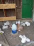 Пощенски гълъби на капак,и Пауни, снимка 1