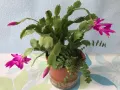 Коледниче/schlumbergera снимки от 21.01.2025, снимка 8