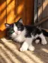 🐾 Боб търси своя човек ❤️, снимка 1