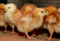 Пилета носачки, Ломан Браун, Ломан Браун ЛСЛ и Иса Браун , снимка 1