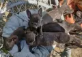 Френски. булдог , снимка 5