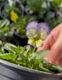 ❤️🌿🌸 Мини теменужки микс (Viola Superba Mini), снимка 3