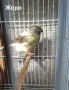 Продавам канари, снимка 8