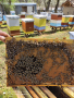 Малки пчелни семейства , снимка 1 - За пчели - 44553029