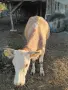 Продавам крава за клане, снимка 1