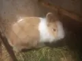  декоративни мини зайчета, снимка 1