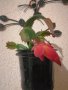 Коледниче, шлумбергера, с тъмно розови цветове , снимка 1 - Стайни растения - 38736681