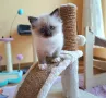 Рагдол женска котка от лицензиран развъдник с родословие / Ragdoll cats / Регдол коте, снимка 6