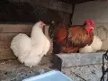 Мини кохини 4 ярки с петел, снимка 3