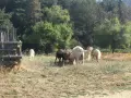 Продавам 5 дойни кози и 1 пръч, снимка 3