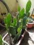 Саксии с незамръзващ кактус  , снимка 9