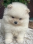Померан, снимка 5