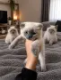 Шотландски котета Колорпойнт , снимка 3