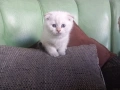 Продавам шотландски клепоухи котета, мъжки , снимка 3