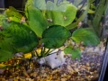Охлюви мелания / Malaysian trumpet snails, снимка 1