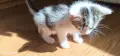 котенца малки коте, снимка 2