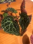Begonia Melanobullata / Бегония Меланобулата, снимка 2