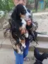 Ловни кучета гончета, снимка 2