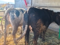 Заплодени юници и крава, снимка 6
