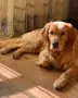 Голдън ретривър мъжки и женски чистокръвни, снимка 7