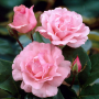 Роза 43, снимка 1 - Градински цветя и растения - 36142831