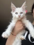 Мейн кун котенца / Мейн куун котенца / Maine coon kittens, снимка 1