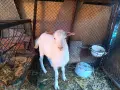 Продавам един пръч и ярета, снимка 7