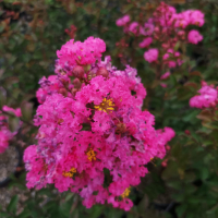  Индийски Люляк, Lagerstroemia indica  Magnifica Rosea, снимка 1 - Градински цветя и растения - 44694455