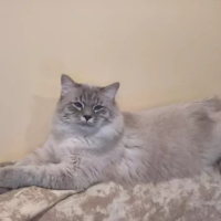 Невска маскарадна котка, снимка 9 - Сибирски - 44740314